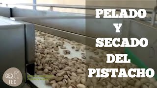 Pelado y Secado del PISTACHO  2° parte  El procesado del Pistacho 🌳 [upl. by Eesac535]