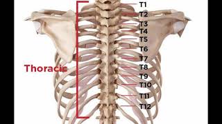 Two Minutes of Anatomy Thoracic Spine [upl. by Neeka]