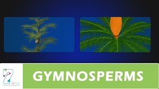 GYMNOSPERMS [upl. by Asir]