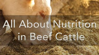 All About Nutrition in Beef Cattle [upl. by Ecnesse]