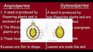 Angiosperms Vs Gymnosperms Quick differences in 3 minutes [upl. by Letnuahs]