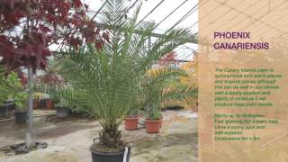 Phoenix canariensis [upl. by Alag813]