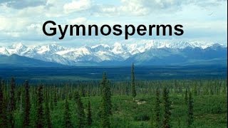 Gymnosperms and Conifers honors updated [upl. by Ambrose184]