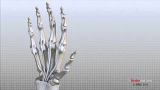 Hand Anatomy Animated Tutorial [upl. by Vyse]